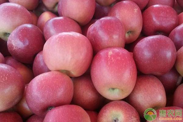 适合北方种植的几个优质高产苹果品种