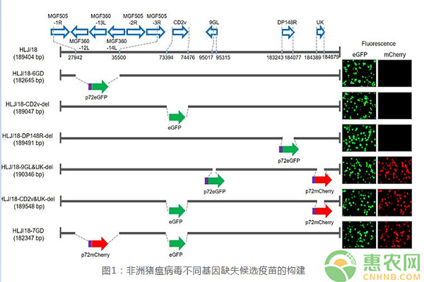 重磅！非洲猪瘟疫苗创制成功！网友：最快什么时候上市？