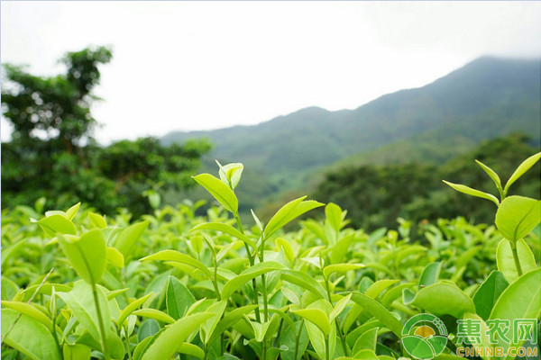 绿茶是什么茶？有哪些品种？