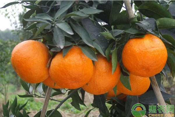 柑橘種植技術(shù)與管理-圖片版權(quán)歸惠農(nóng)網(wǎng)所有