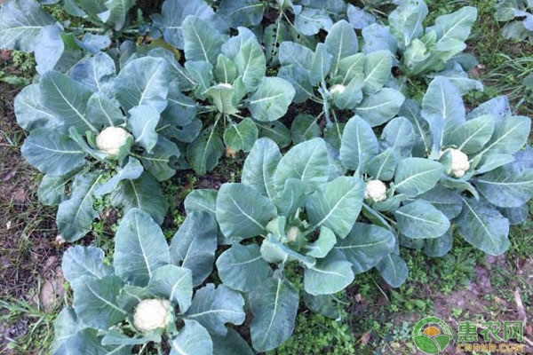 有机花菜种植技术-图片版权归惠农网所有