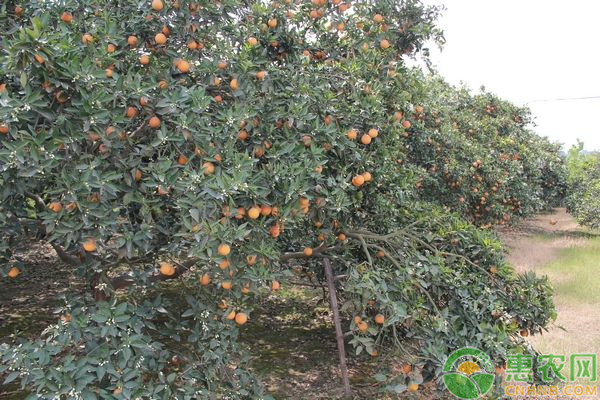 柑橘種植技術(shù)與管理-圖片版權(quán)歸惠農(nóng)網(wǎng)所有