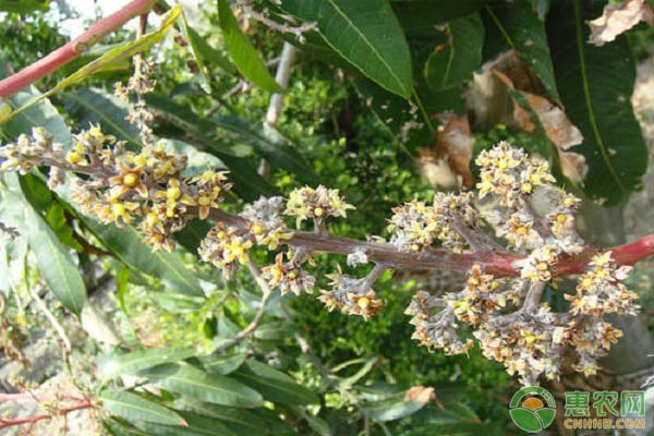 春季芒果管理要點(diǎn)-圖片版權(quán)歸惠農(nóng)網(wǎng)所有