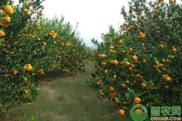 柑橘種植技術(shù)與管理-圖片版權(quán)歸惠農(nóng)網(wǎng)所有