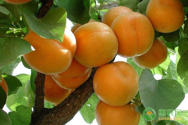 杏仁的產(chǎn)地及其種植技術(shù)-圖片版權(quán)歸惠農(nóng)網(wǎng)所有
