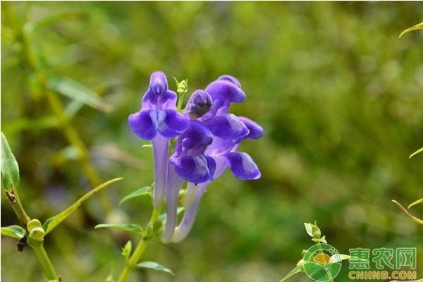 黃芩種植技術(shù)-圖片版權(quán)歸惠農(nóng)網(wǎng)所有
