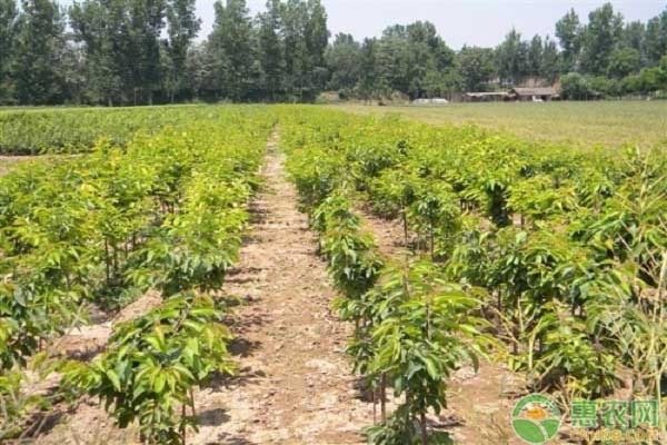 櫻桃苗種植幾年結(jié)果？怎么提高櫻桃苗成活率？-圖片版權(quán)歸惠農(nóng)網(wǎng)所有
