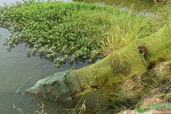 池塘用生石灰有兩大好處，哪些情況不能用生石灰？-圖片版權(quán)歸惠農(nóng)網(wǎng)所有