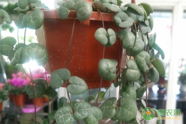 吊金錢的養(yǎng)殖方法及養(yǎng)護要點-圖片版權(quán)歸惠農(nóng)網(wǎng)所有