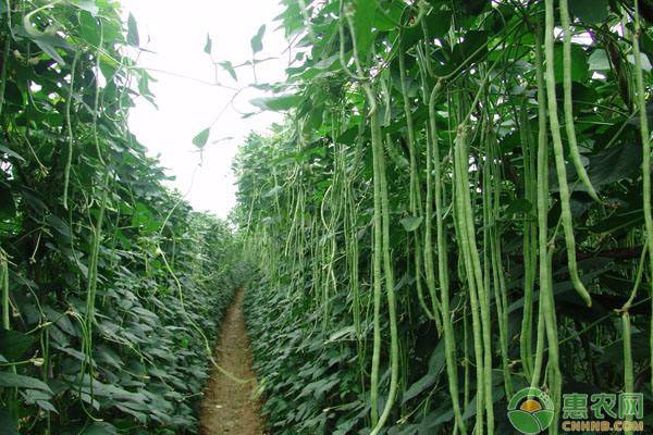 种植豆角做好这五大点，才能种出高质量豆角！-图片版权归惠农网所有