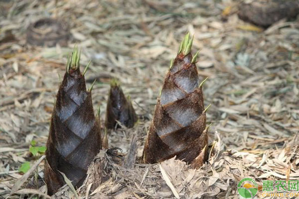 春筍種植時(shí)間和方法-圖片版權(quán)歸惠農(nóng)網(wǎng)所有
