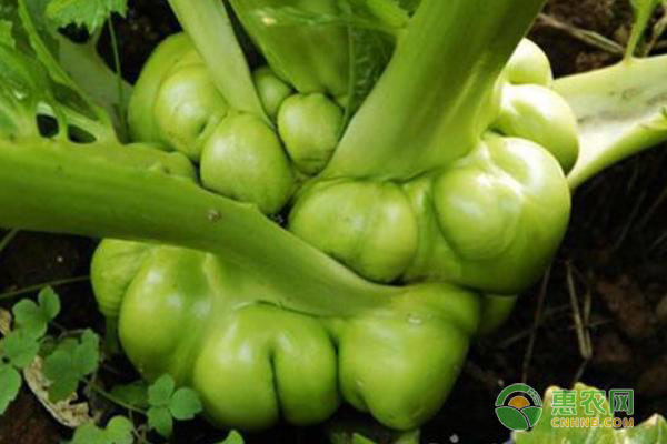 榨菜的高產(chǎn)種植技術(shù)-圖片版權(quán)歸惠農(nóng)網(wǎng)所有