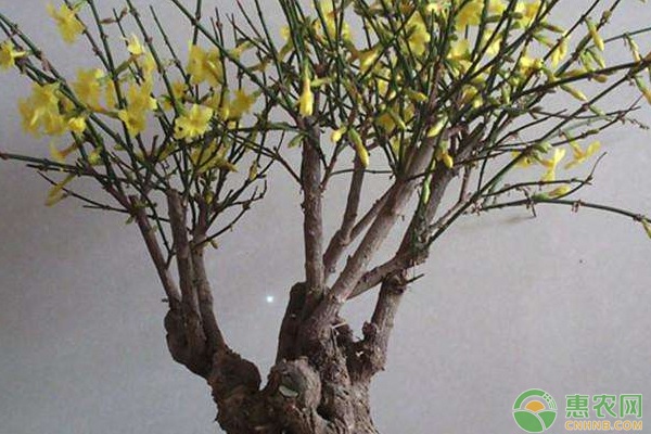 迎春花要怎樣移栽？移栽后需注意哪些管理要點(diǎn)？-圖片版權(quán)歸惠農(nóng)網(wǎng)所有