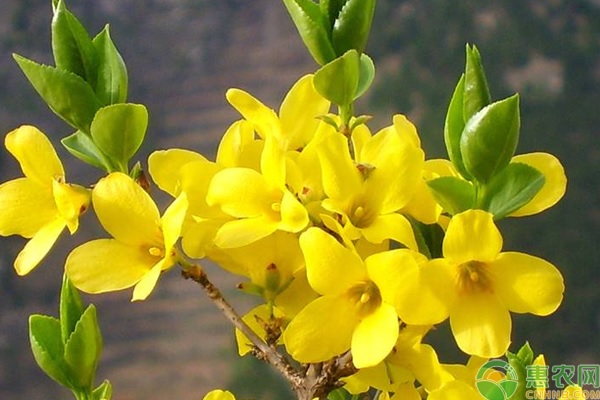 迎春花要怎樣移栽？移栽后需注意哪些管理要點(diǎn)？-圖片版權(quán)歸惠農(nóng)網(wǎng)所有
