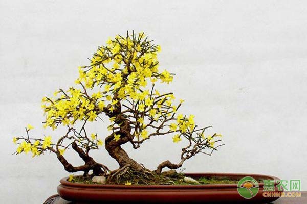 迎春花要怎樣移栽？移栽后需注意哪些管理要點(diǎn)？-圖片版權(quán)歸惠農(nóng)網(wǎng)所有