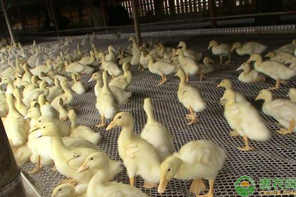 肉鴨高床網(wǎng)養(yǎng)殖方法技術(shù)-圖片版權(quán)歸惠農(nóng)網(wǎng)所有