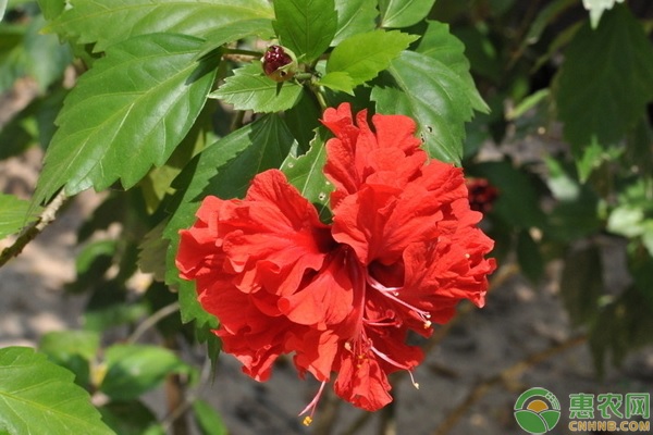 扶?；ㄇげ宸敝骋c-圖片版權(quán)歸惠農(nóng)網(wǎng)所有