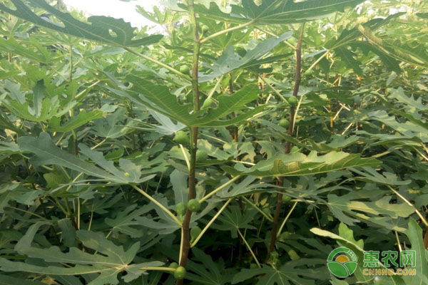 无花果褐腐病的症状及防治措施-图片版权归惠农网所有