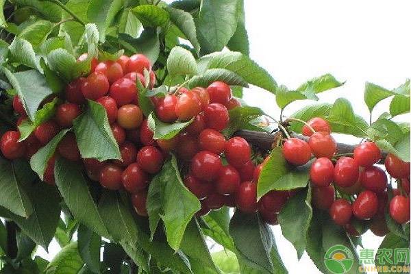樱桃树用什么化肥好？樱桃树施肥要点-图片版权归惠农网所有