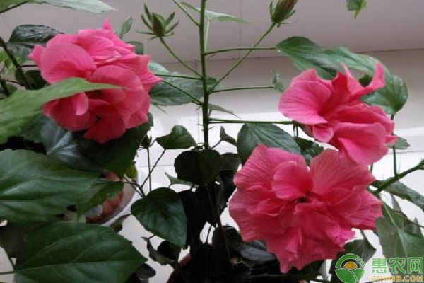 扶?；ㄇげ宸敝骋c-圖片版權(quán)歸惠農(nóng)網(wǎng)所有