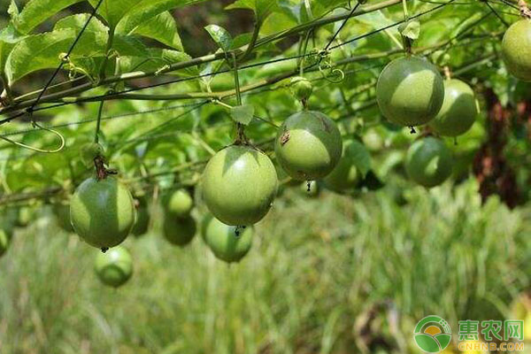 百香果定植、搭架、修剪、施肥管理要点-图片版权归惠农网所有