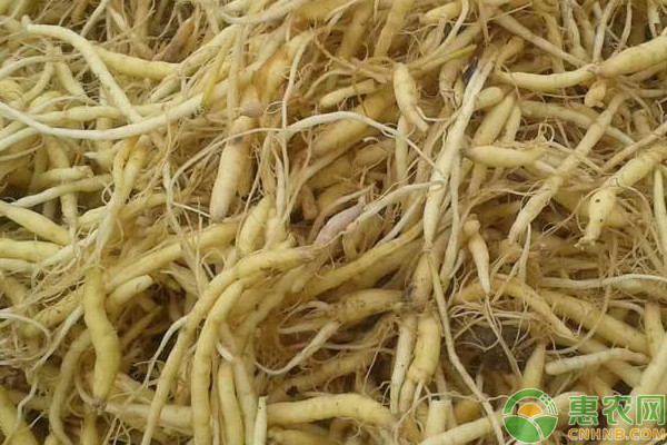 太子參種植技術(shù)與栽培管理-圖片版權(quán)歸惠農(nóng)網(wǎng)所有