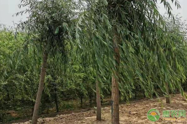 柳树传播种子的方法-图片版权归惠农网所有