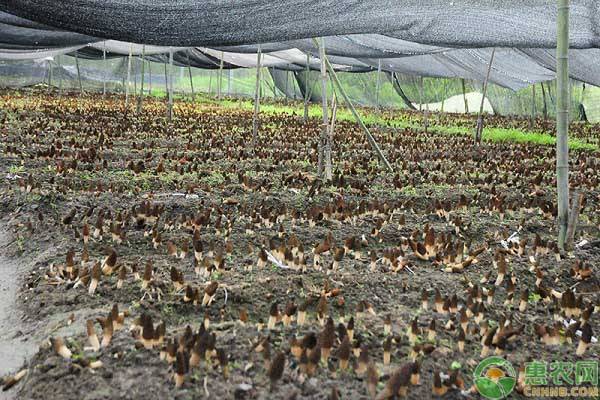 羊肚菌人工种植方法技术-图片版权归惠农网所有