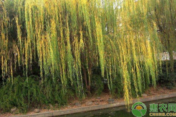 柳树传播种子的方法-图片版权归惠农网所有