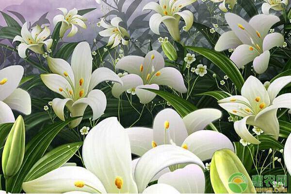 百合花的養(yǎng)殖方法及養(yǎng)護要點-圖片版權(quán)歸惠農(nóng)網(wǎng)所有