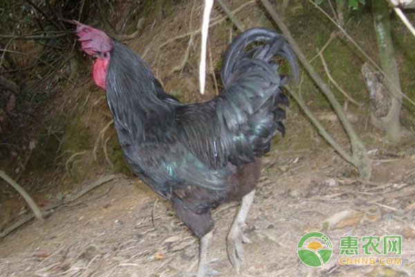 引起蛋雞應(yīng)激的因素有哪些？有何預(yù)防措施？-圖片版權(quán)歸惠農(nóng)網(wǎng)所有