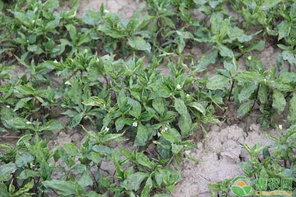 太子參種植技術(shù)與栽培管理-圖片版權(quán)歸惠農(nóng)網(wǎng)所有