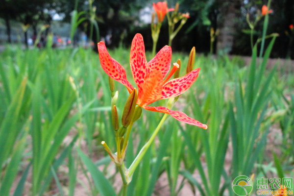 射干種植技術(shù)及畝收益-圖片版權(quán)歸惠農(nóng)網(wǎng)所有