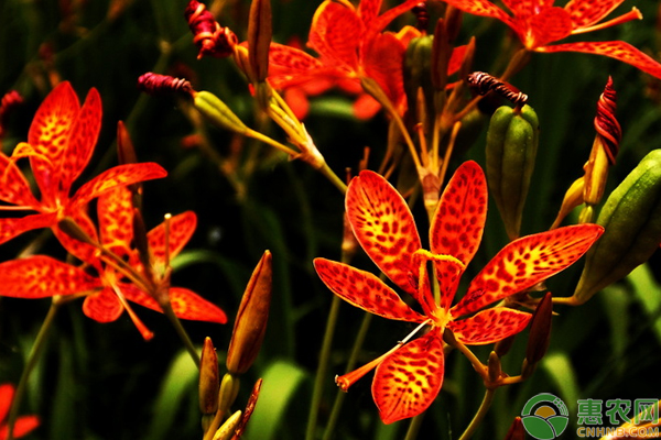 射干種植技術(shù)及畝收益-圖片版權(quán)歸惠農(nóng)網(wǎng)所有
