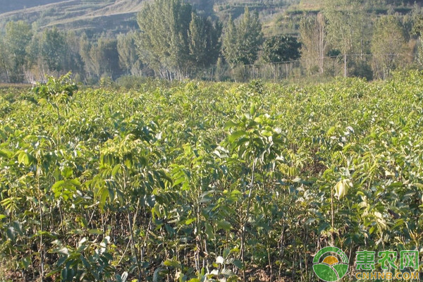 碧根果的產(chǎn)地及種植技術-圖片版權歸惠農網(wǎng)所有