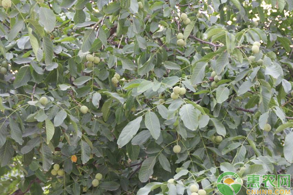 碧根果的產(chǎn)地及種植技術-圖片版權歸惠農網(wǎng)所有