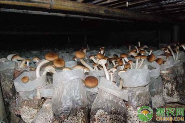 茶樹菇種植技術與管理-圖片版權歸惠農網所有