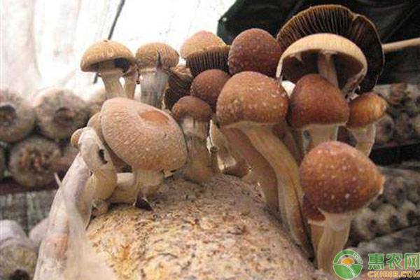 茶樹菇種植技術與管理-圖片版權歸惠農網所有