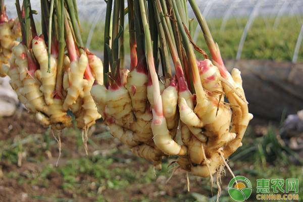 種植生姜注意這八大點，出苗率大大提高！	-圖片版權(quán)歸惠農(nóng)網(wǎng)所有