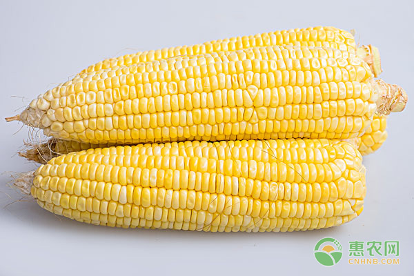 玉米什么品种的产量高，不倒伏？买玉米种子三大要点