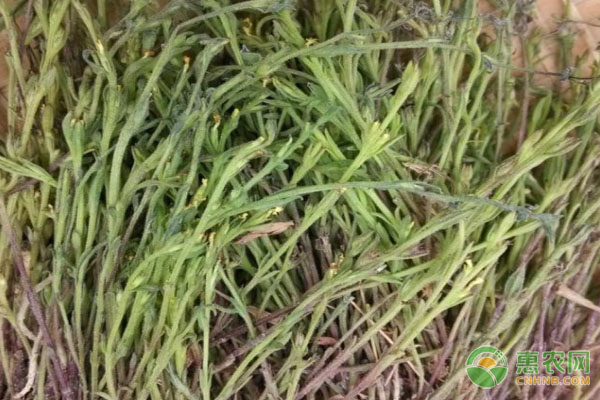 獨(dú)腳金如何進(jìn)行種植？-圖片版權(quán)歸惠農(nóng)網(wǎng)所有