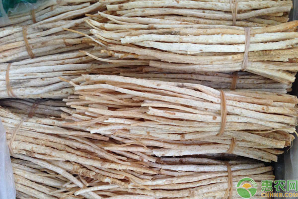 沙參種植方法和時(shí)間-圖片版權(quán)歸惠農(nóng)網(wǎng)所有