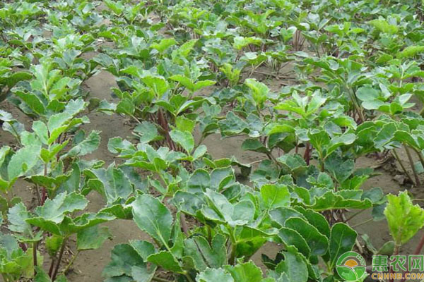 沙參種植方法和時(shí)間-圖片版權(quán)歸惠農(nóng)網(wǎng)所有