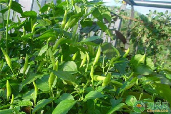 菜用枸杞的栽培技術(shù)要點(diǎn)-圖片版權(quán)歸惠農(nóng)網(wǎng)所有