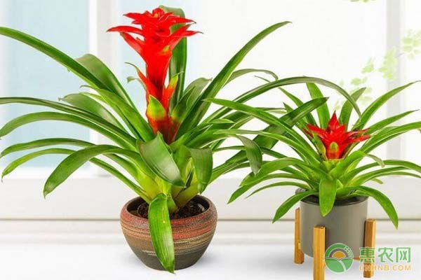 鳳梨花種植方法和技術-圖片版權歸惠農(nóng)網(wǎng)所有