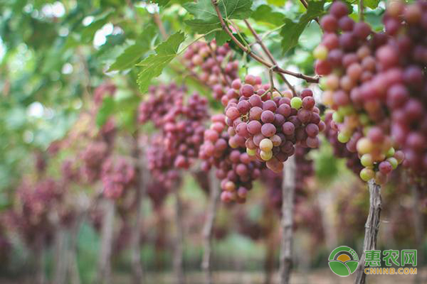 紅提產(chǎn)地和種植技術(shù)-圖片版權(quán)歸惠農(nóng)網(wǎng)所有