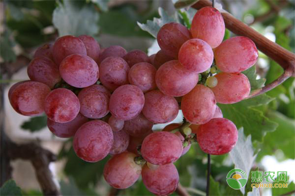 紅提產(chǎn)地和種植技術(shù)-圖片版權(quán)歸惠農(nóng)網(wǎng)所有