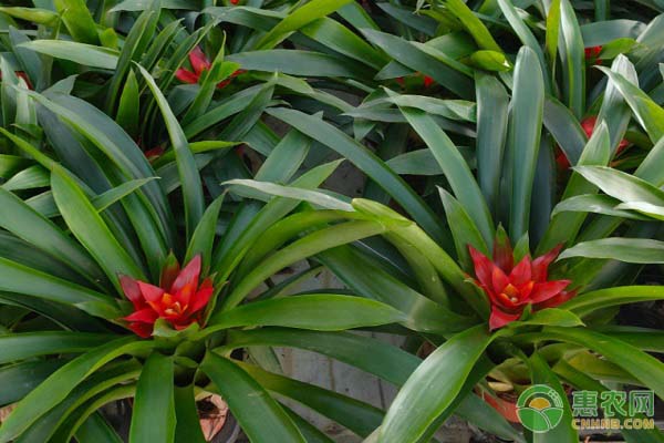鳳梨花種植方法和技術-圖片版權歸惠農(nóng)網(wǎng)所有