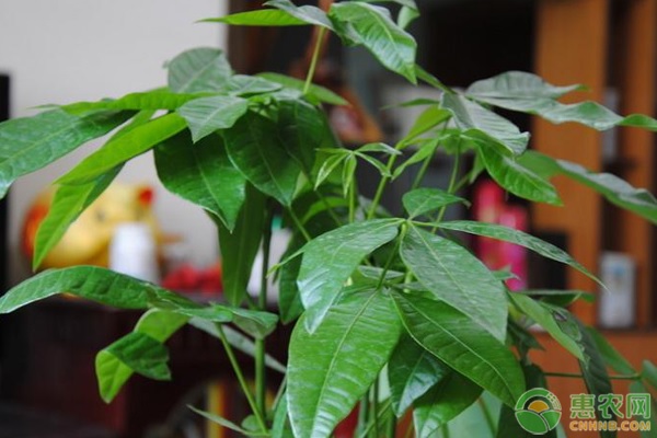 發(fā)財樹不黃葉不爛根的養(yǎng)護技巧-圖片版權(quán)歸惠農(nóng)網(wǎng)所有