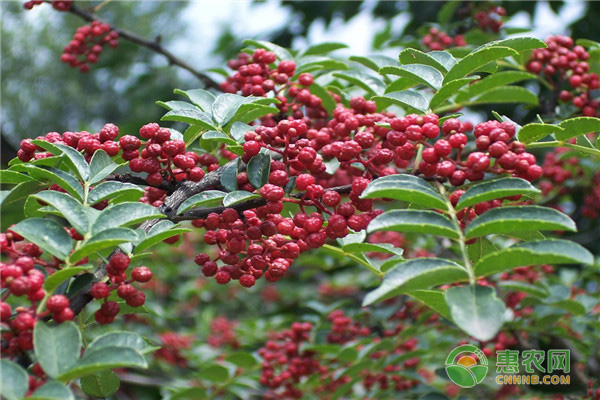 如何种植花椒能发芽？出苗后怎么管理？-图片版权归惠农网所有